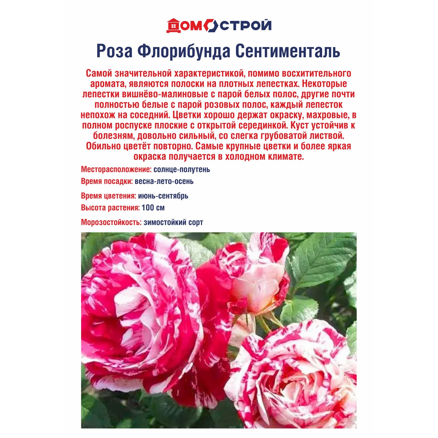 Роза Флорибунда Сентементаль