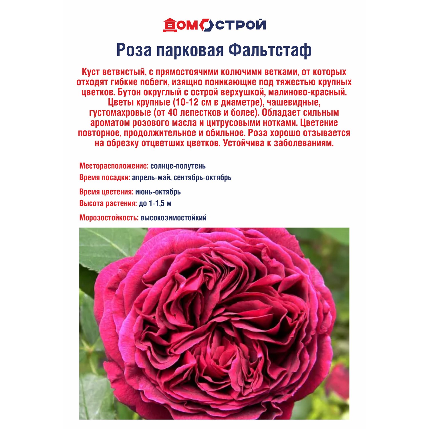 Роза парковая Фальтстаф