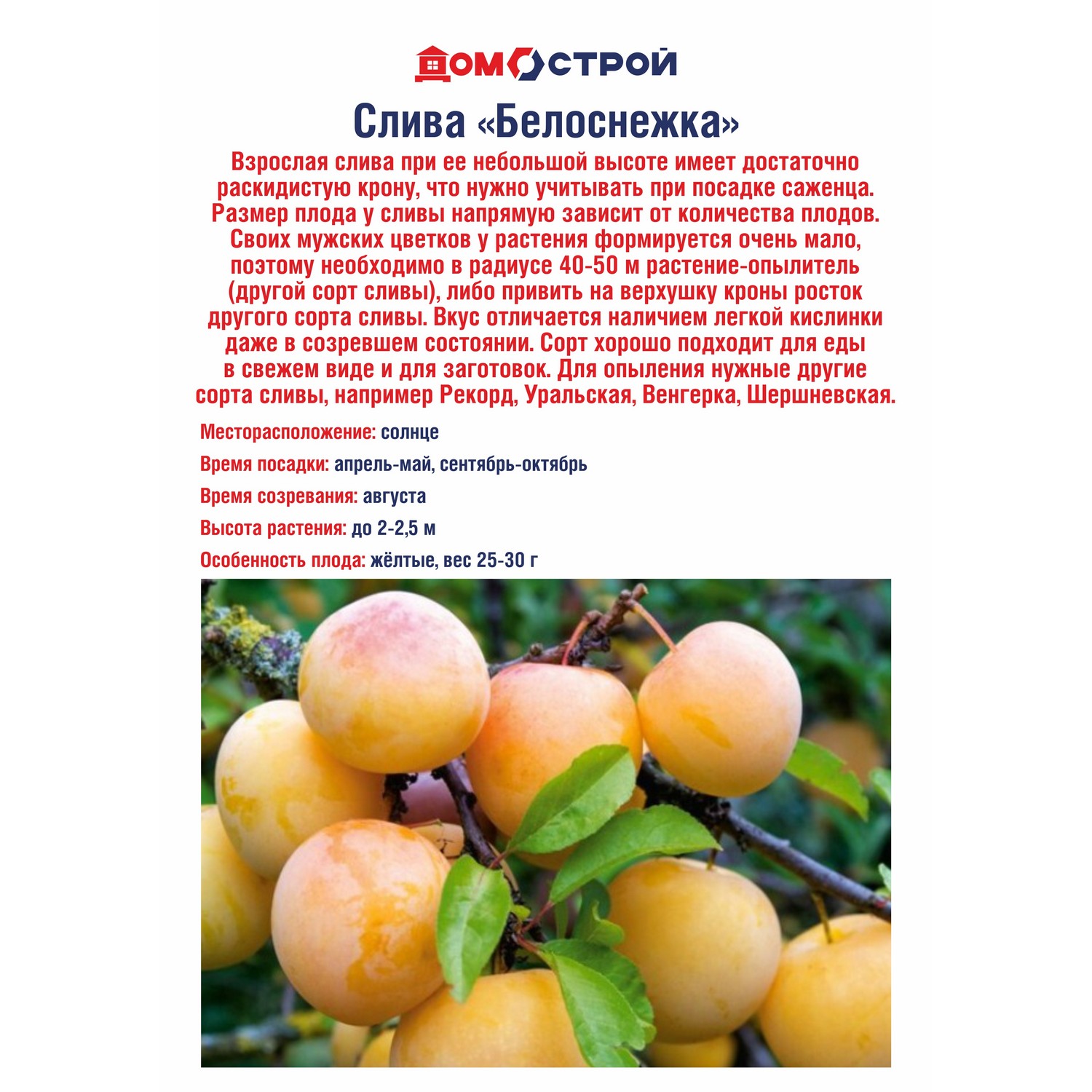 Слива Белоснежка