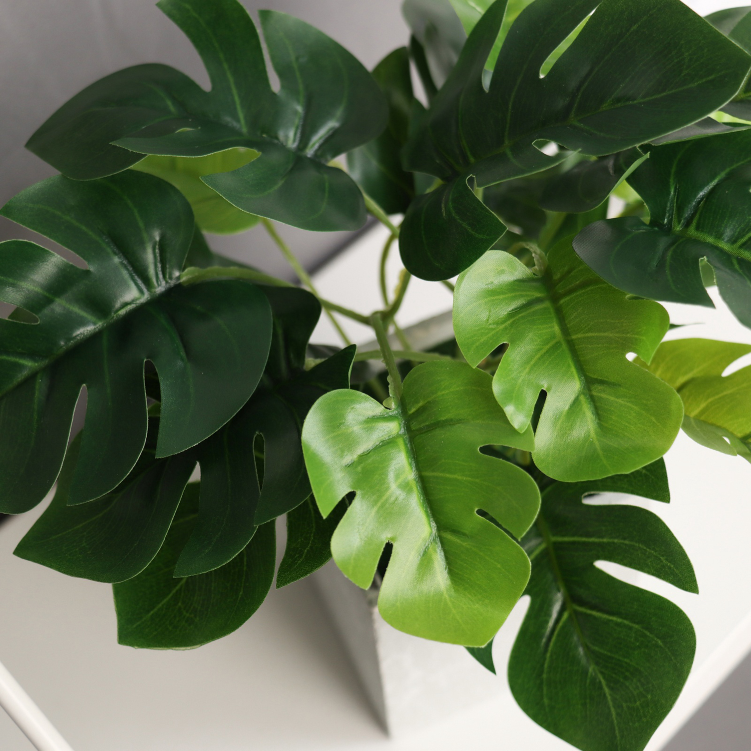 Бонсай в горшке "Монстера галант леди" 19х8 см, зелёный   10697914