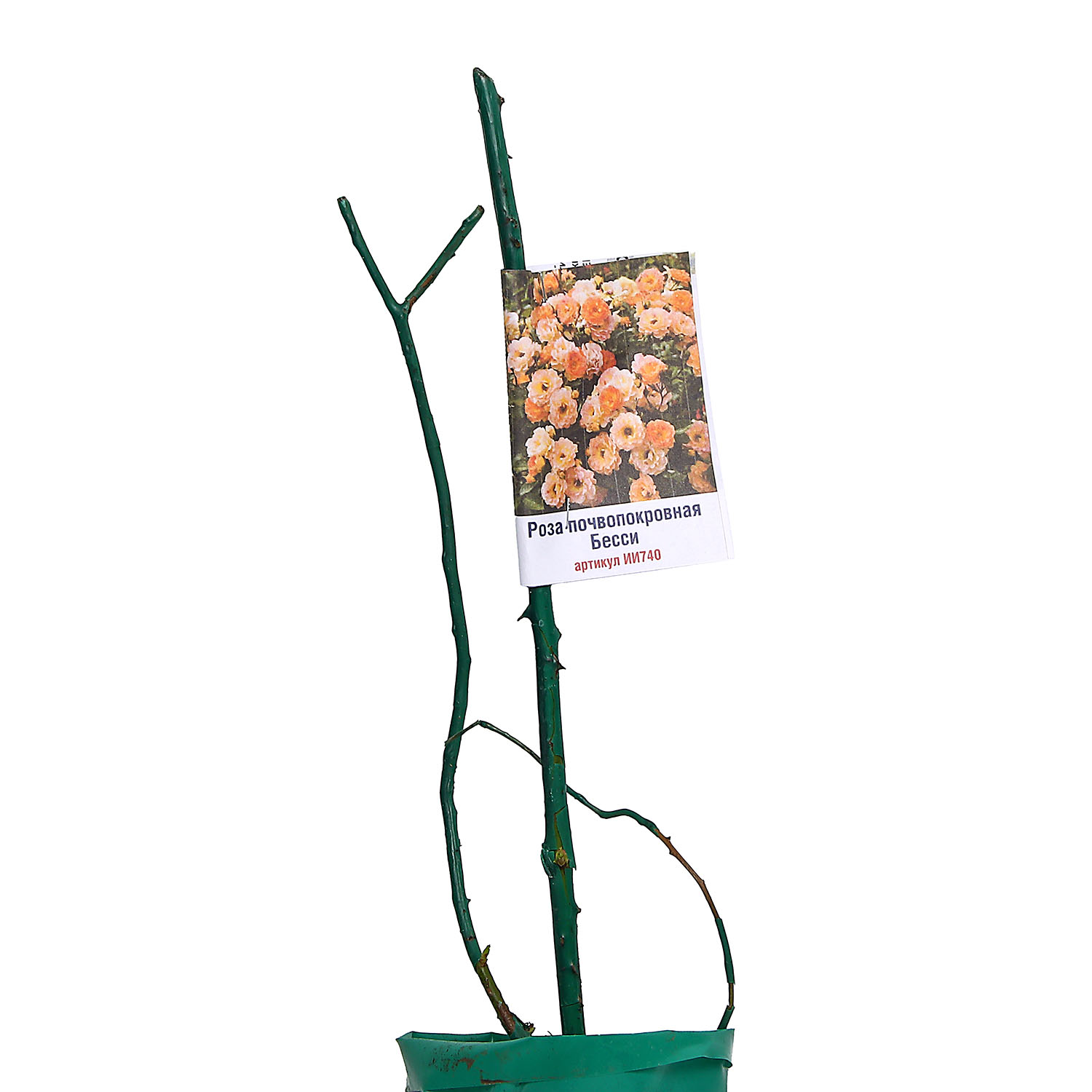 Роза почвопокровная Бесси Роза почвопокровная Бесси