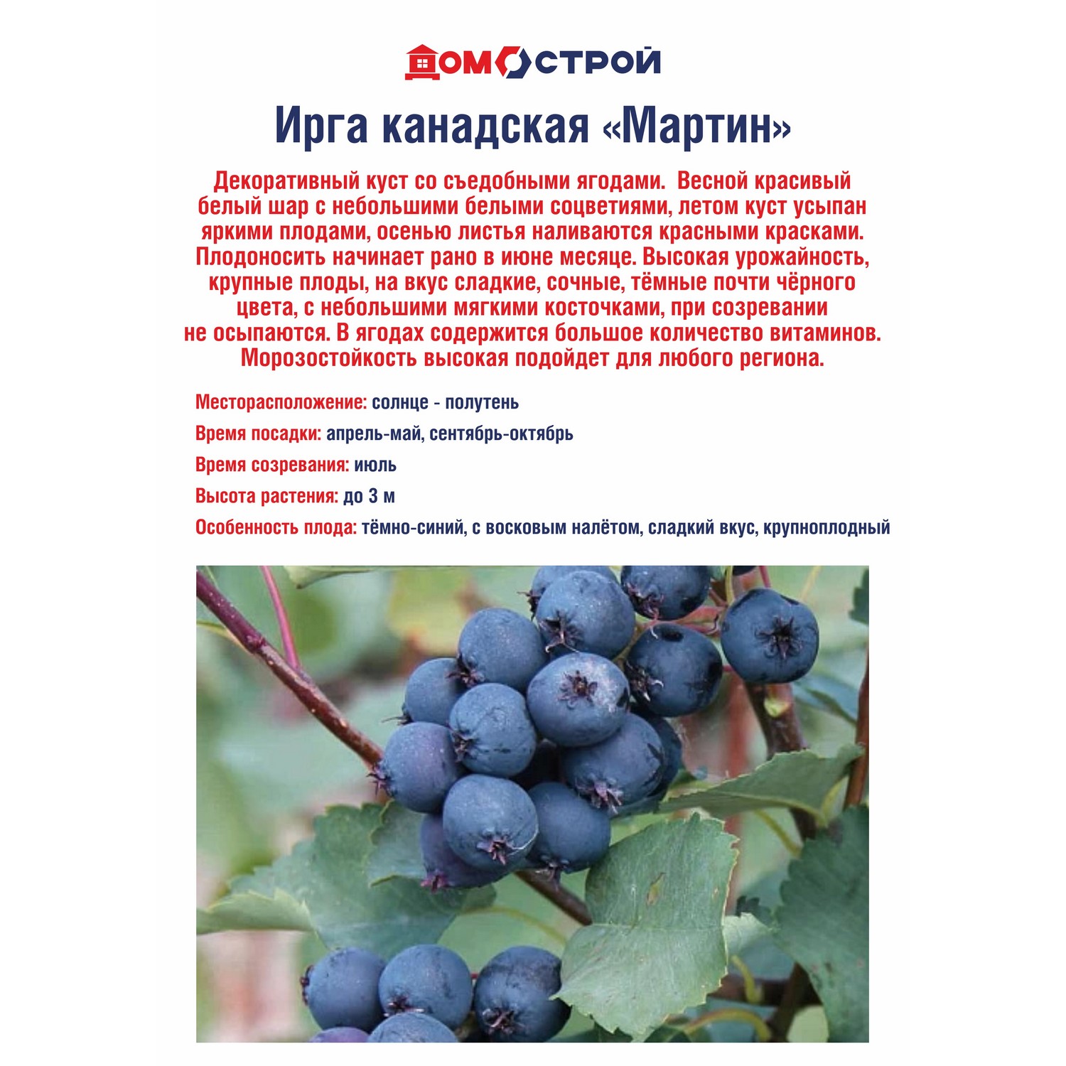 Ирга канадская Мартин Ирга канадская Мартин