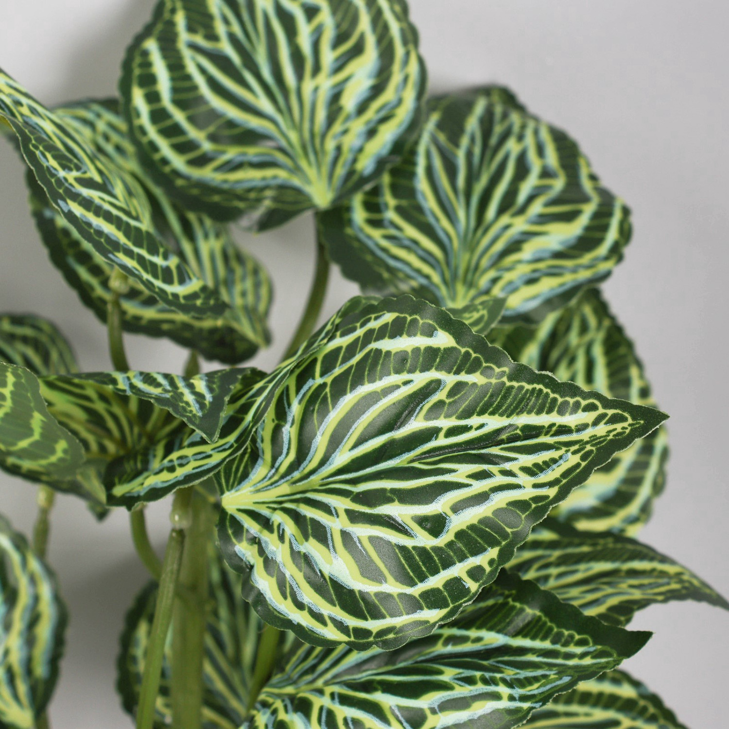 Бонсай "Калатея экстра" 8х27 см, зелёный   10325062