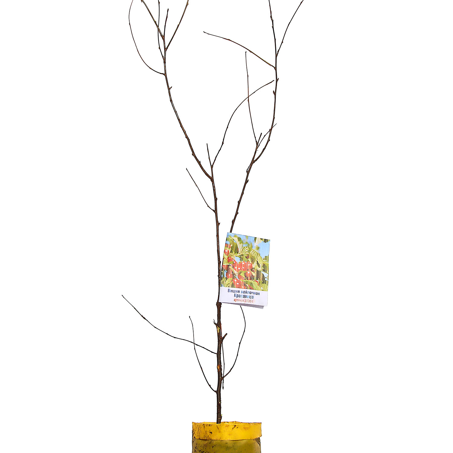 Вишня войлочная Красавица Саженец 2 года Высота саженца  50-80см