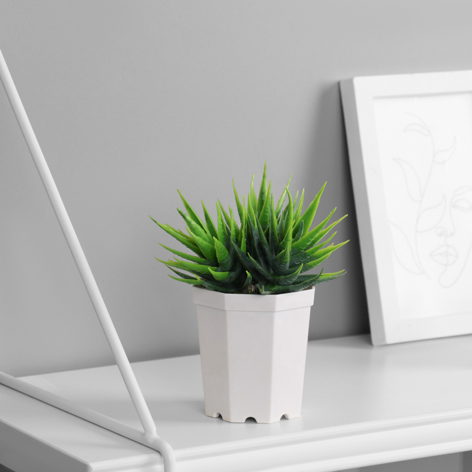 Бонсай в горшке "Осока комнатная элегант" 7х11 см, микс   10325092