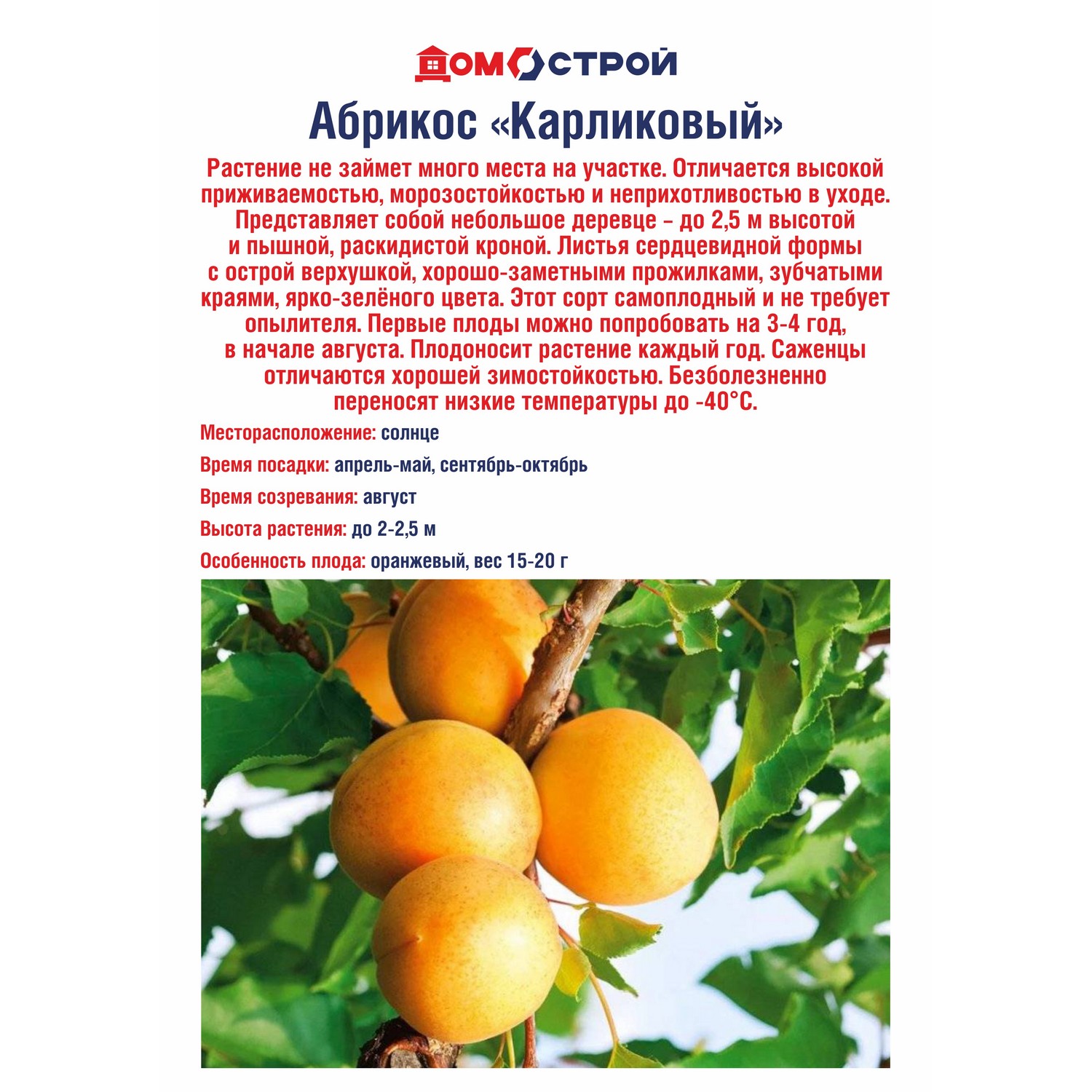 Абрикос Карликовый