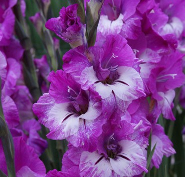 Гладиолус Андрюс 5шт 12/14/Gladiolus Andrews Гладиолус Андрюс 5шт 12/14/Gladiolus Andrews