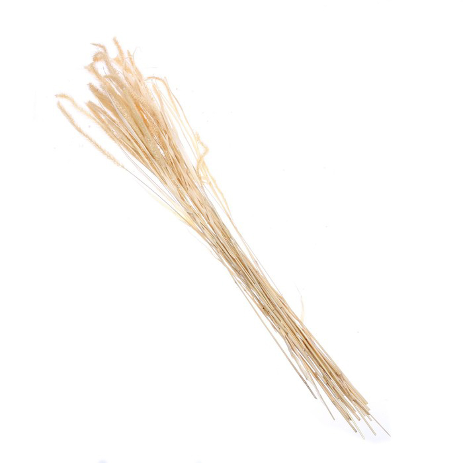 Сухоцвет Щетинник , белый, 30 - 50 г в упаковке  7749566