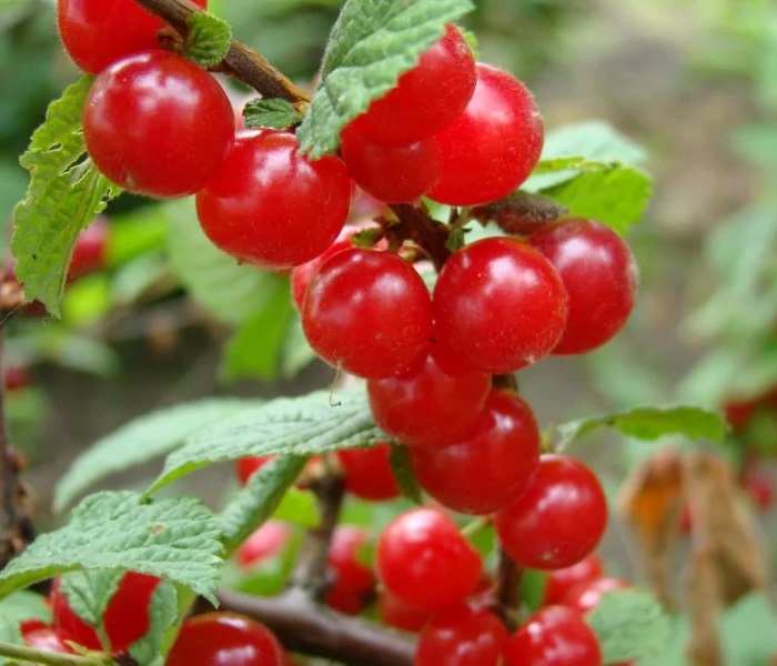 Вишня войлочная Красавица Саженец 2 года Высота саженца  50-80см