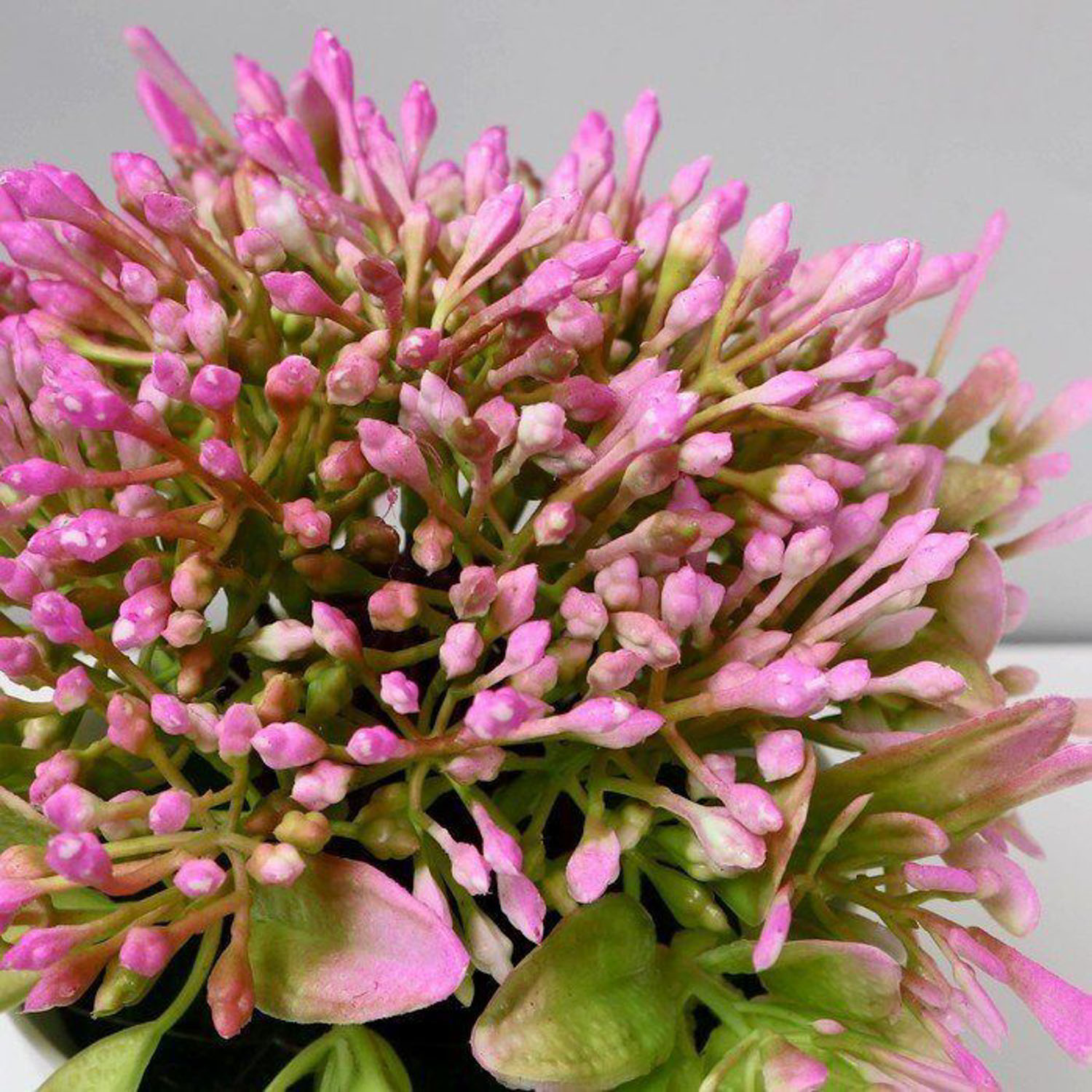 Бонсай в горшке "Горечавка" 10х15 см, микс  5201941