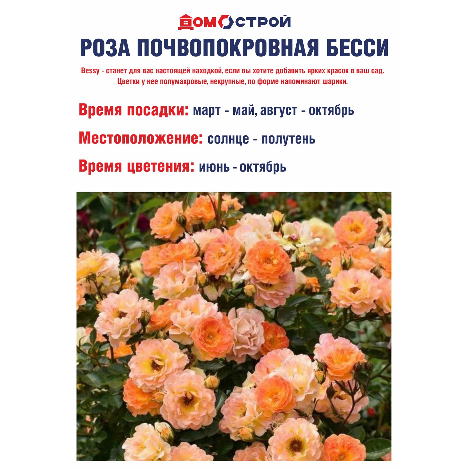 Роза почвопокровная Бесси Роза почвопокровная Бесси