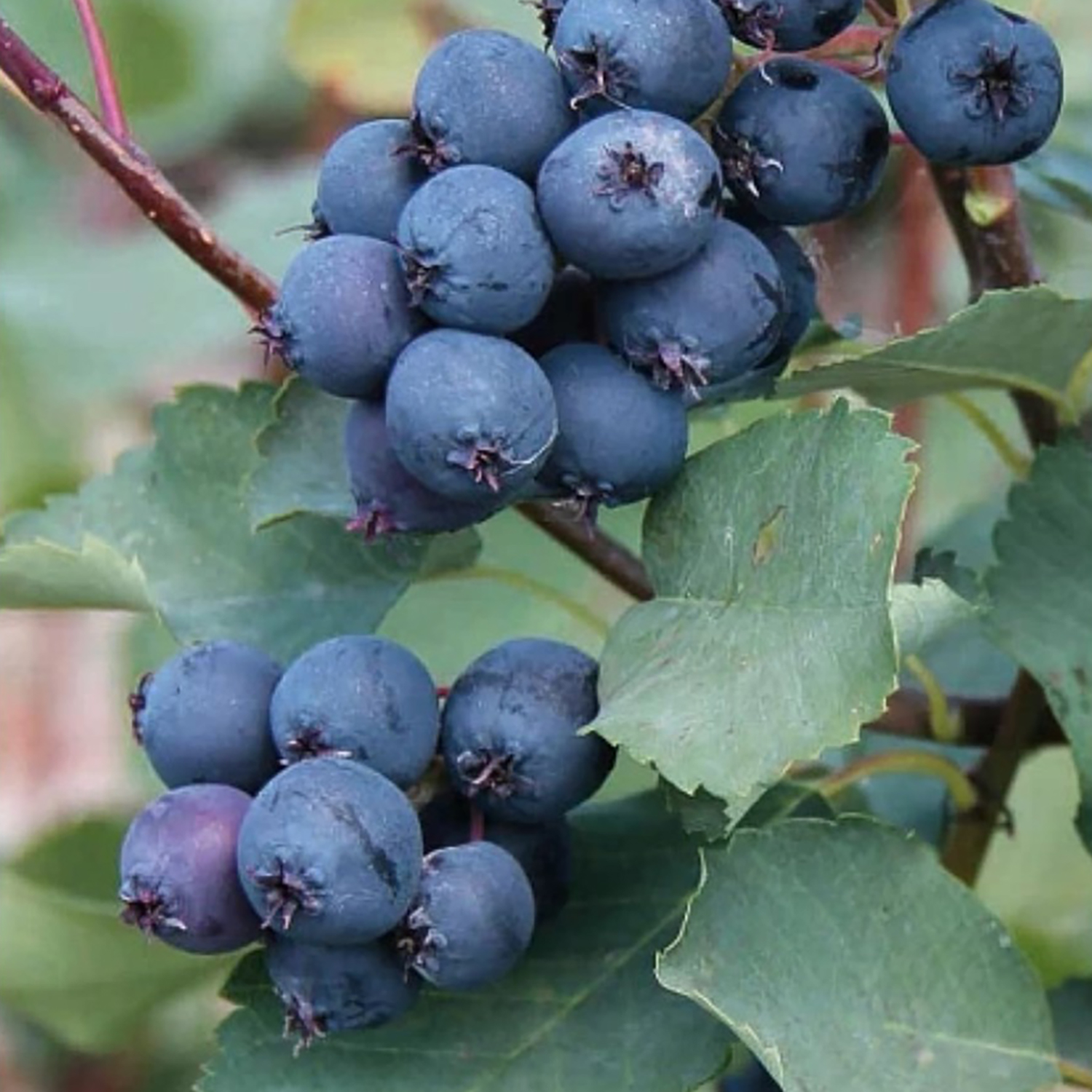 Ирга канадская Мартин Ирга канадская Мартин