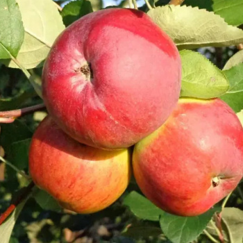 Яблоня Символ