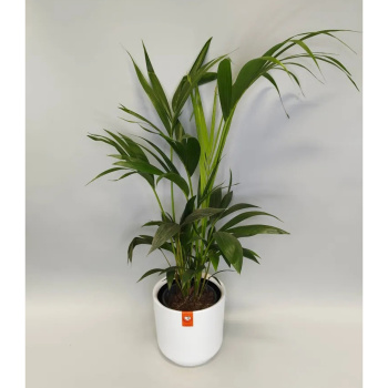 Кашпо пластм. "Дельта" 9,8л d верха 250мм h220мм со вставкой 8л Белый Д25-10 *1