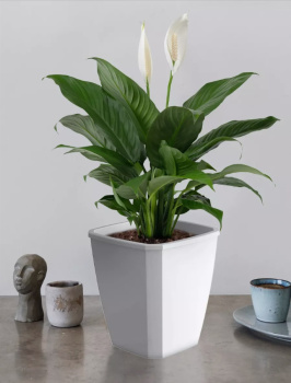 Кашпо пластм. "Лаунж" 4,0л 176x176 h204мм со вставкой 2,8л Светло-серое С372СЕР ("Мартика") *1/12