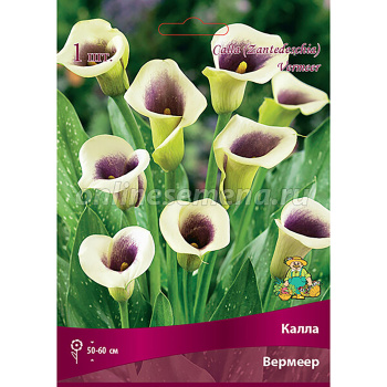 Калла Вермеер /К 1шт