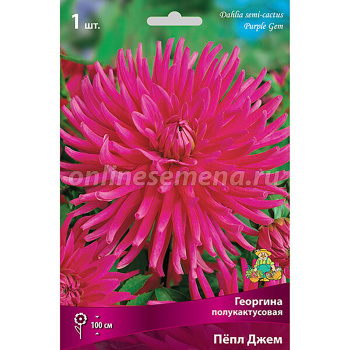 Георгина полукактусовая Пепл Джем I/К