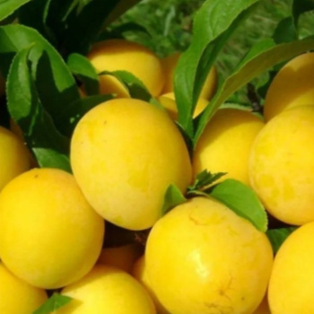 Слива Вика (китайская)