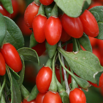 Ягода Годжи