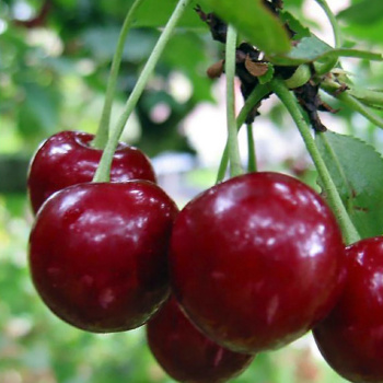 Вишня Ленинградская