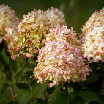 Гортензия метельчатая Фантом