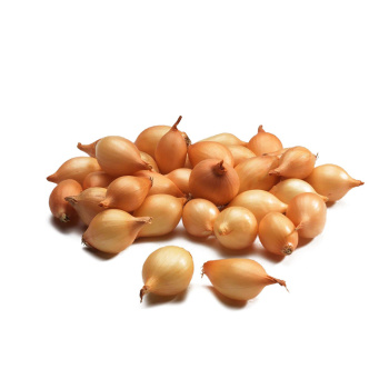 Лук-севок Геркулес F1 (21/24) 0,5кг +/-10%