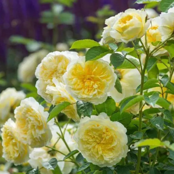 Роза парковая Пилигримм