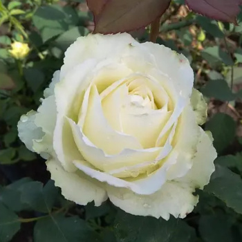 Роза чайногибридная Тинеке