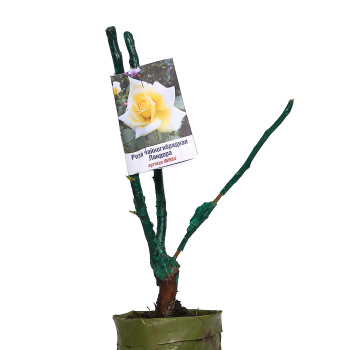 Роза чайногибридная Ландора