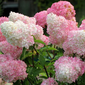 Гортензия метельчатая Ванилла Фрайз