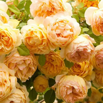 Роза парковая Голден Селебрейшен