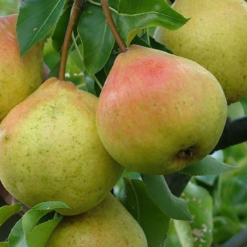 Груша память Яковлева