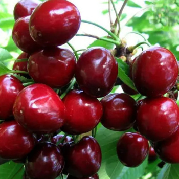 Черешня Валерий Чкалов