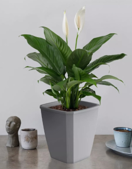 Кашпо пластм. "Лаунж" 4,0л 176x176 h204мм со вставкой 2,8л Пыльно-серое С372ПСЕР ("Мартика") *1/12